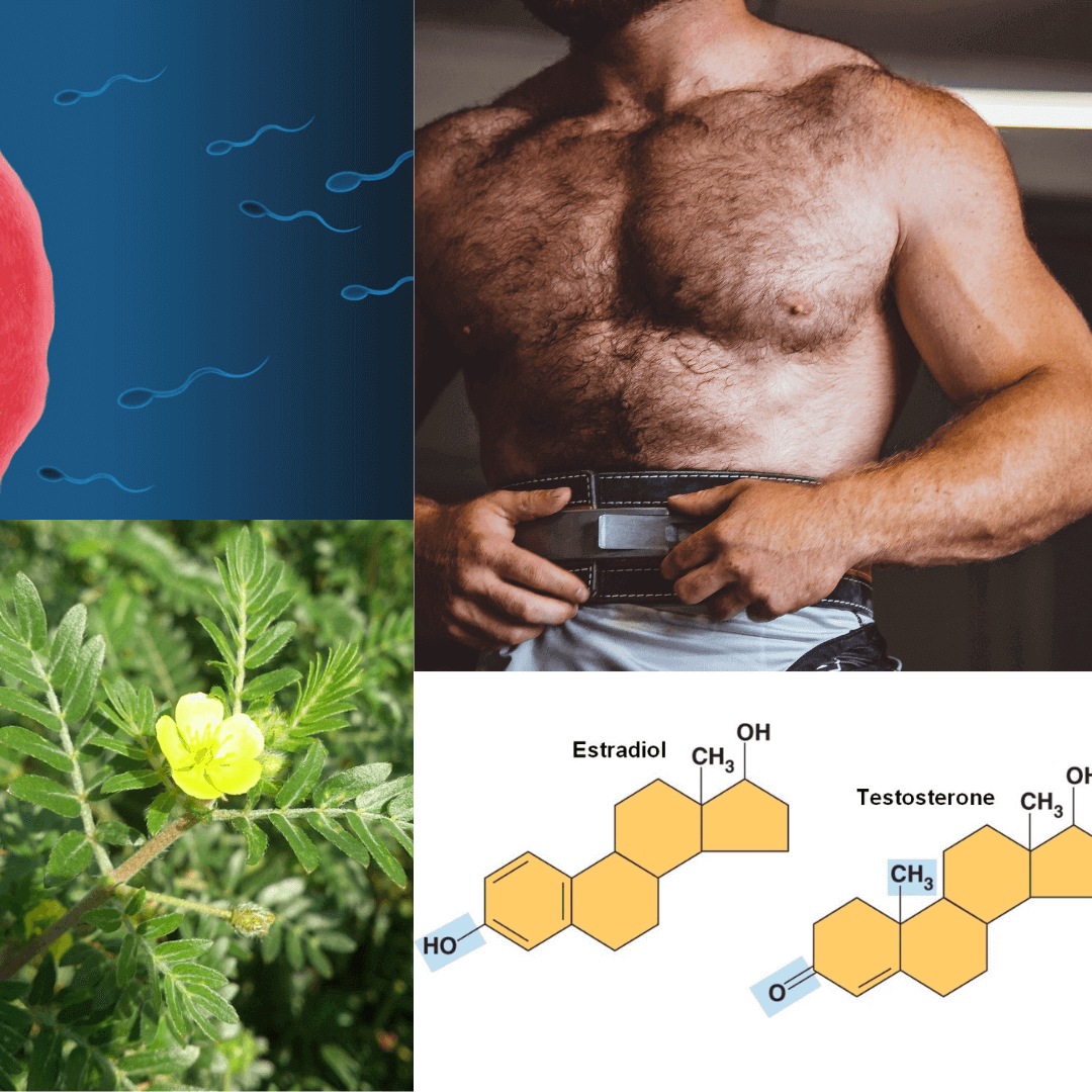 tribulus kotvičník testosterón